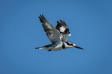 Pied kingfisher flies in clear blue sky