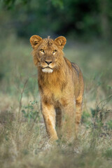 Fototapeta na wymiar Male lion stands in clearing lifting head