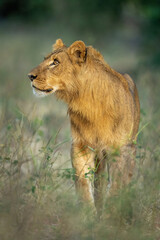 Male lion stands in clearing looking up