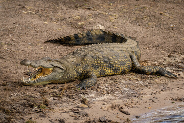 Nile crocodile lies on beach opening mouth
