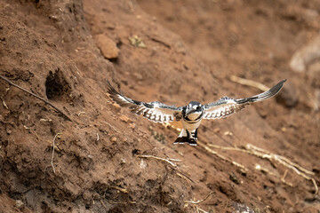 Pied kingfisher flies from hole in earth