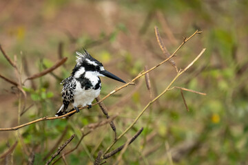 Pied kingfisher on thin branch facing right
