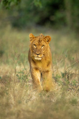 Male lion walks through clearing towards camera