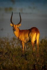 Male red lechwe stands staring in floodplain