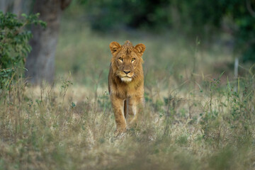 Male lion stands in clearing watching camera