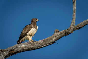Martial eagle on branch in blue sky