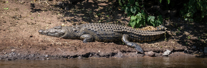 Panorama of Nile crocodile on sunlit riverbank