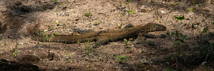 Panorama of Nile monitor lying on ground