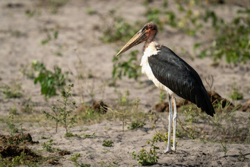 Marabou stork stands in profile on sand