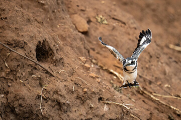 Pied kingfisher flies off from earth hole