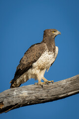 Martial eagle on branch with blue sky