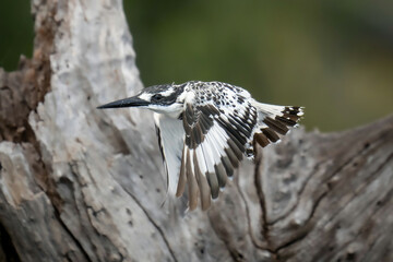 Pied kingfisher flies past dead tree stump