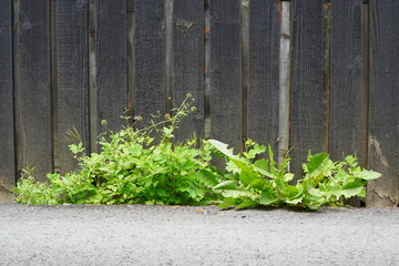 Green wild weeds (chelidonium majus, taraxacum officinale, galium aparine) grown through asphalt near old wooden fence  © adinamnt