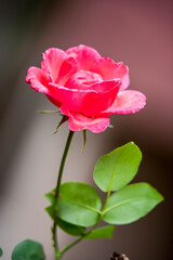 Beautiful flower in spring. Flowers in garden.