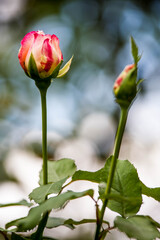 Beautiful flower in spring. Flowers in garden.