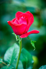 Beautiful flower in spring. Flowers in garden.