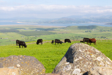 The cows are in the meadow- the sea is in the distance, and the Snowdonia mountains are beyond that a beautiful natural landscape.