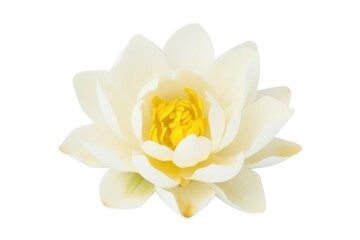 White lotus flower, lily