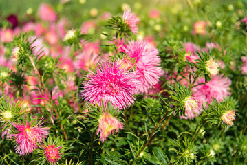 Purple asters bushes in the park. Selective focus on a beautiful bush of blooming flowers and green leaves under sunlight in summer.	