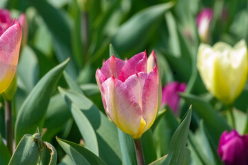 bunch of tulips