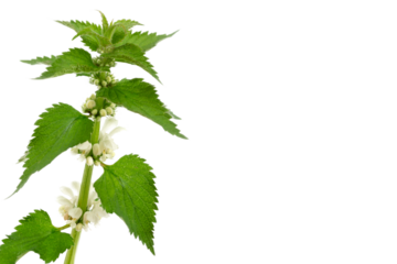Spring leaf branch white young nettle isolated on a white background. PNG file with transparent background.