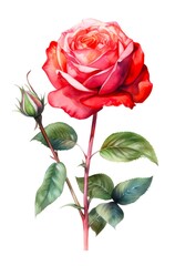 Beautiful bright scarlet rose flower. Watercolor red rose isolated on white background. Generative AI.
