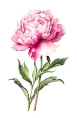 Beautiful pink peony isolated on white background. Watercolor illustration of a light pink flower. Generative AI.