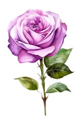 Obraz premium Violet rose isolated on white background. Watercolor illustration of a purple rose flower. Generative AI.