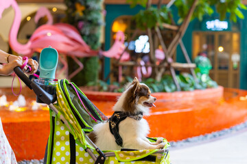 Asian woman push her chihuahua dog in pet stroller walking in pets friendly shopping mall. Domestic...