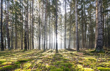 Sun rays in the forest