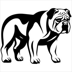 bulldog in vector isolated on white