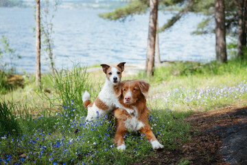 two dogs hugging. cute jack russell terrier and Nova scotia duck retriever in nature, against the...