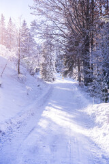 Obraz premium Winter forest in Seefeld, Austria