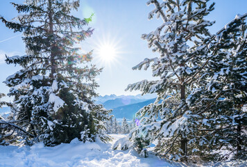 Winter forest in Seefeld, Austria