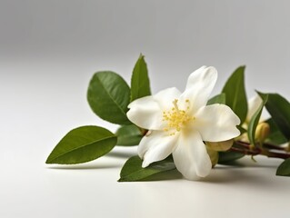 Jasmine flower on white background, suitable for product ads, wedding invitation. Generative ai