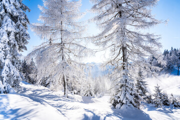 Winter forest in Seefeld, Austria