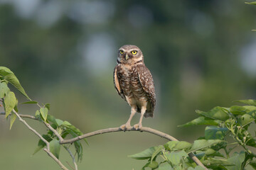 Burrowing owl