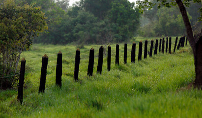 fence in the field