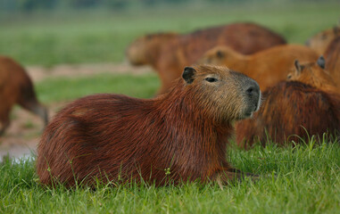Capibaras