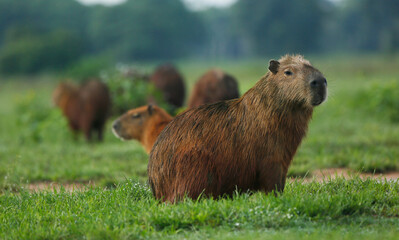 Capibaras