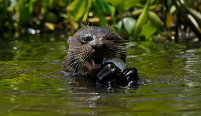 otter in the water eating fish