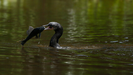 Cormorant with fish