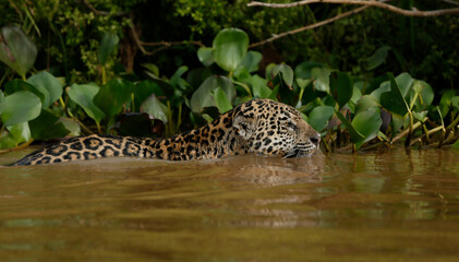 Jaguar swimming © Raphael