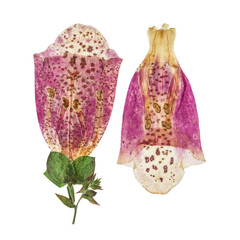 Pressed and dried delicate pink flowers foxglove.