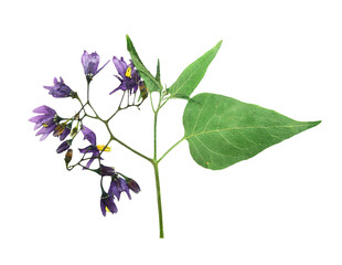 Pressed and dried delicate flower violet woody nightshade