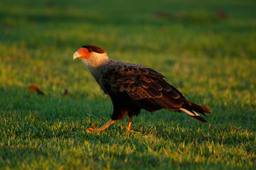 Crested caracara