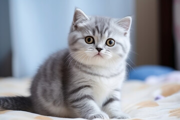 Fototapeta na wymiar cute chubby kitten with adorable face