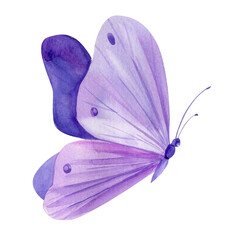 Violet butterfly on isolated white background, watercolor illustration, lilac beautiful butterfly - 592581108