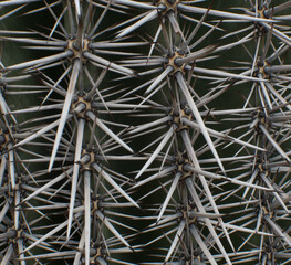 Details of the spines of carnagiea gigantea