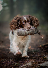 english springer spaniel